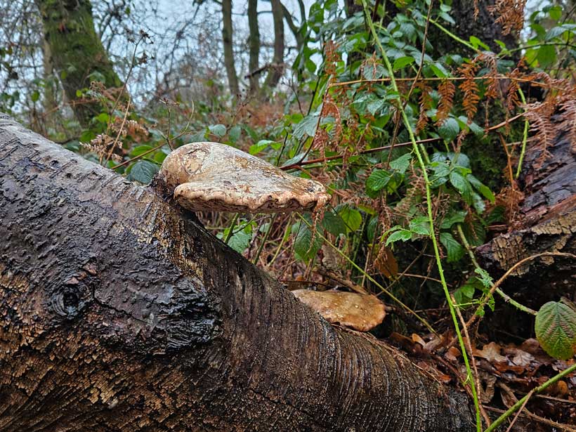 Birch Polypore