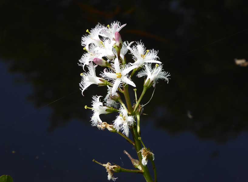 Bogbean