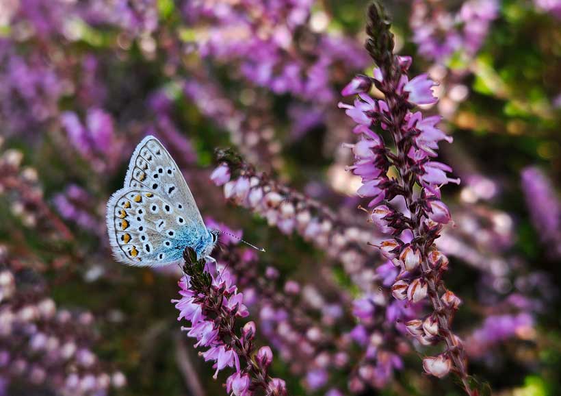 brown argus butterfly