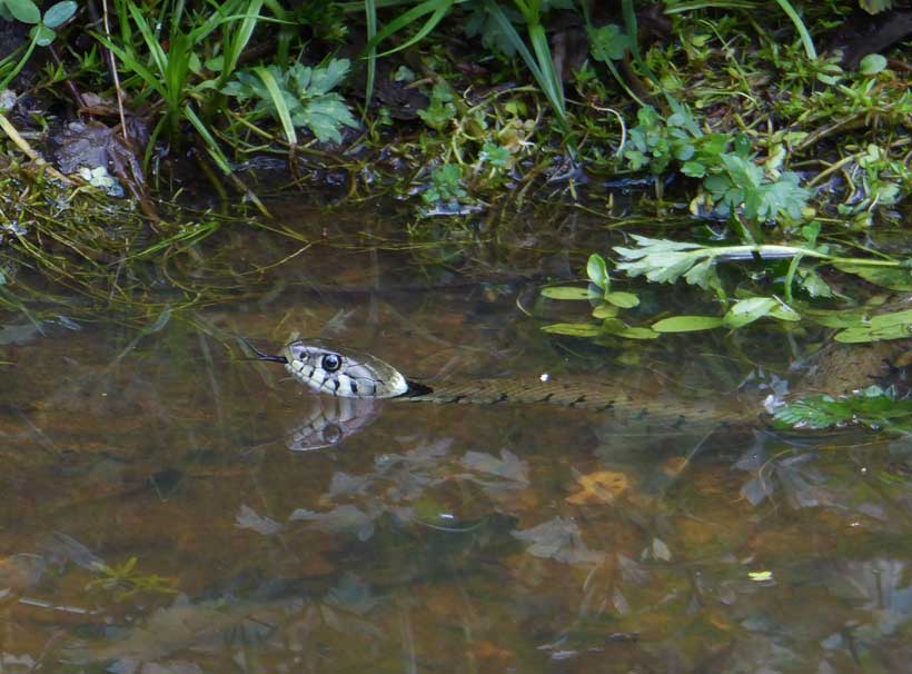 Grass Snake