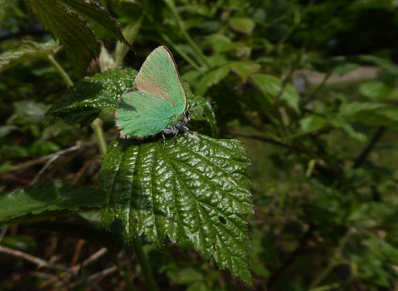 Green Hairstreak