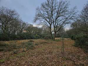Tree planted in Memory of John Ellis