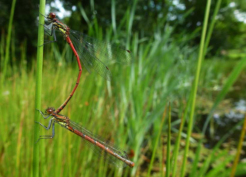 large red damselflies