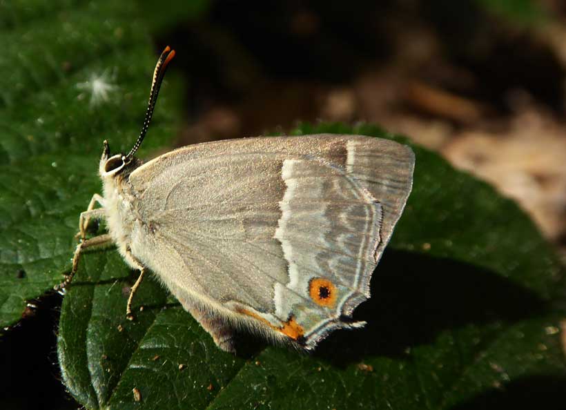 Purple Hairstreak Butterfly