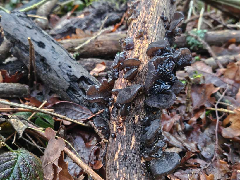 Witches Butter Fungi
