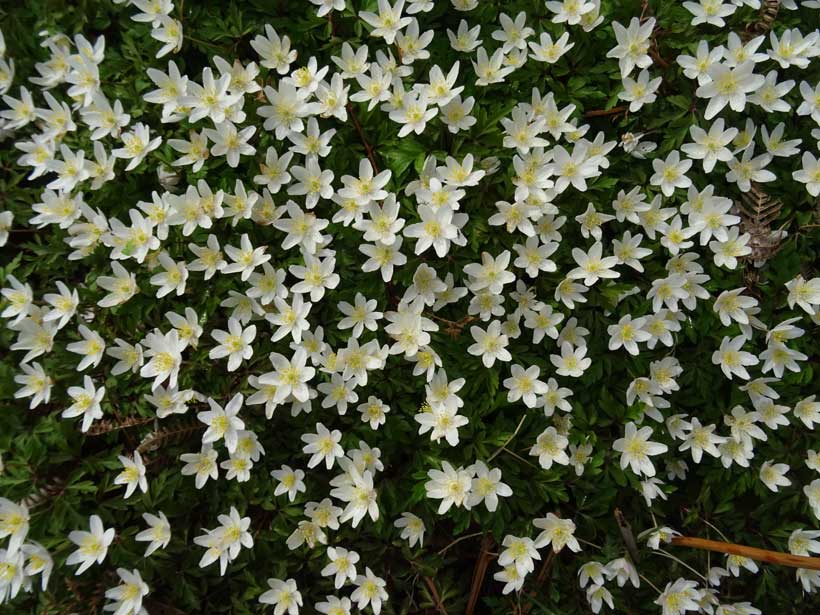 Wood Anemone