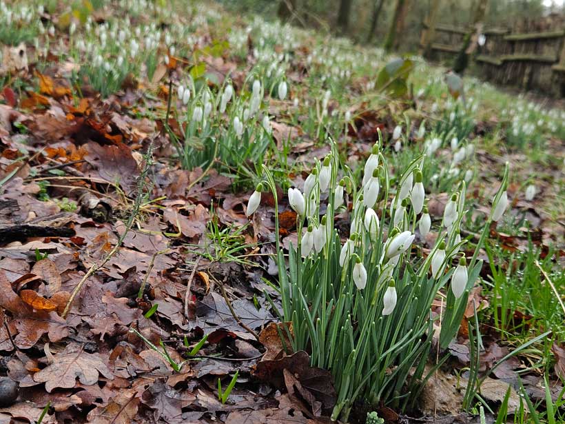 Snowdrops