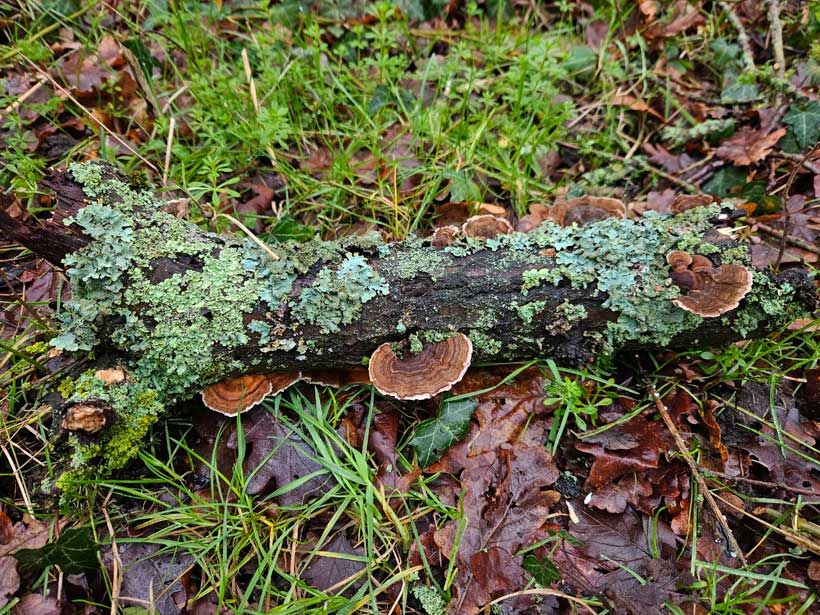 Turkey Tail Fungi